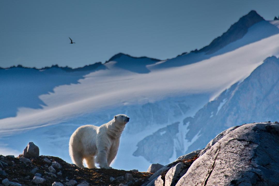 Corriol arctique 02 nw0568 spitzberg smeerenburg
