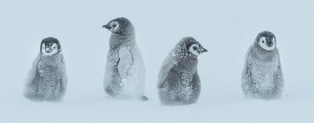 Gang of four 11 0972