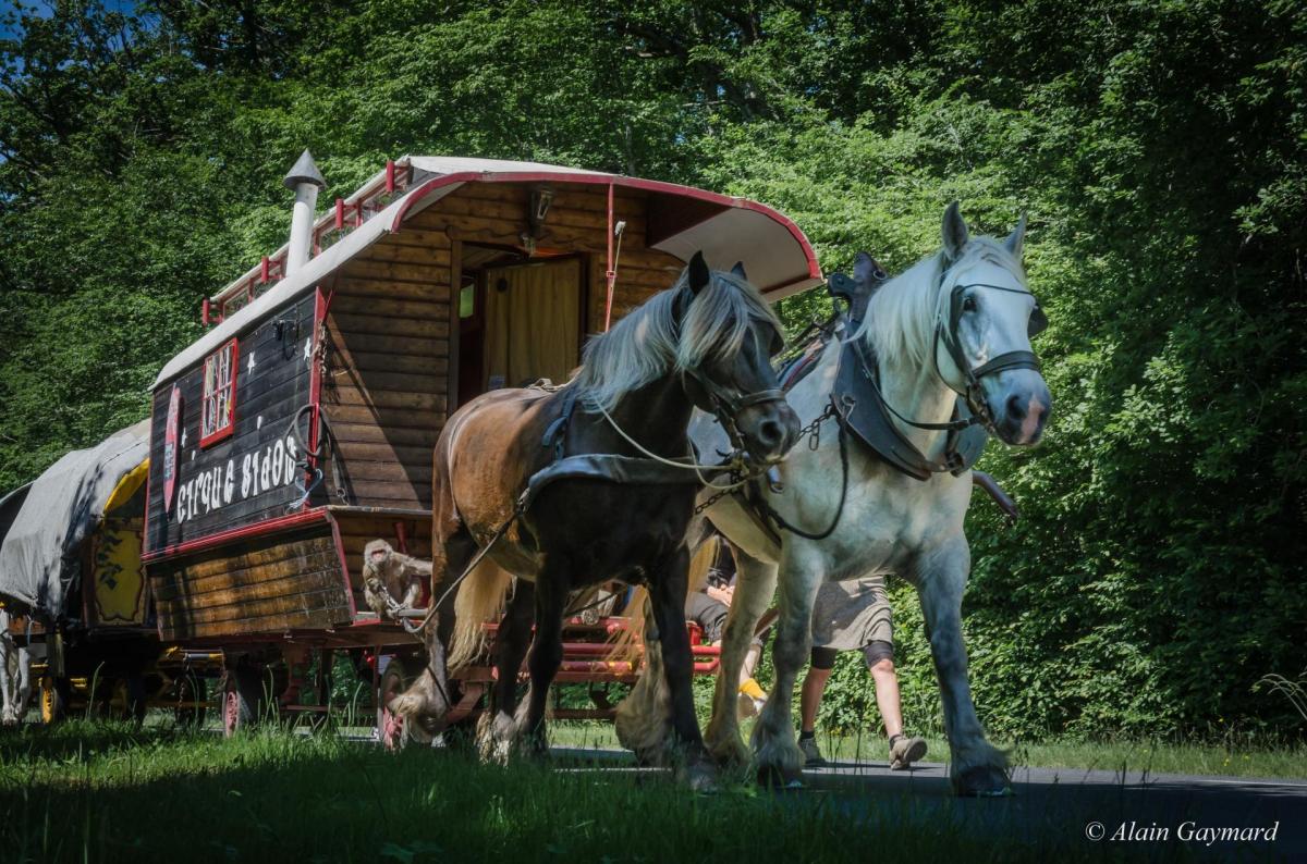 Le singe conducteur de alain gaymard