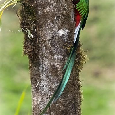 6 quetzal resplendissant 2 