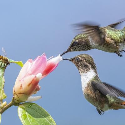 7 colibris scintillants 1 