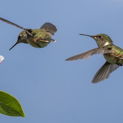 8 colibris scintillants 2 