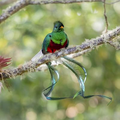 9 quetzal resplendissant 1 