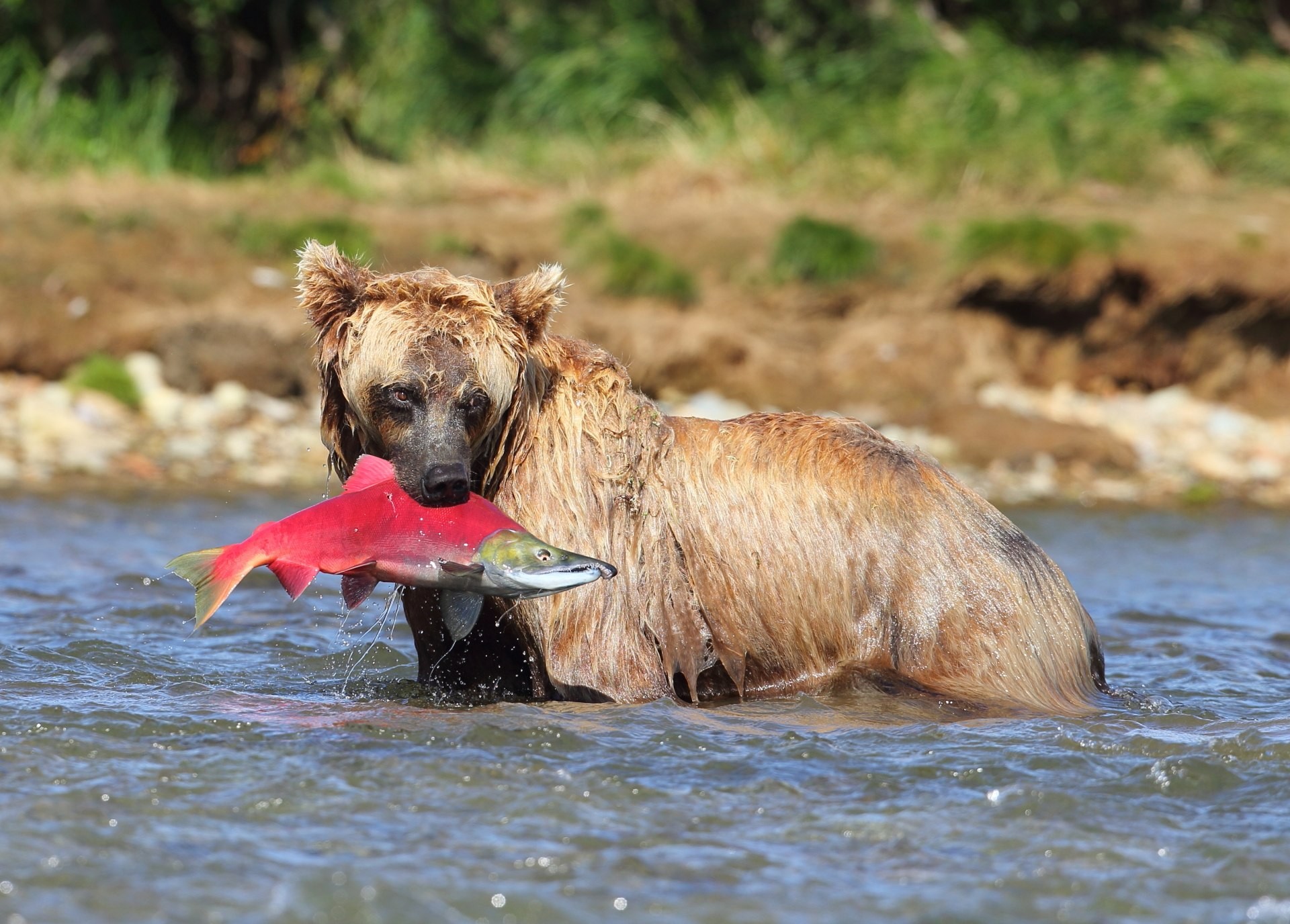Bastide de Grave Gérard - Les grizzlys d Alaska