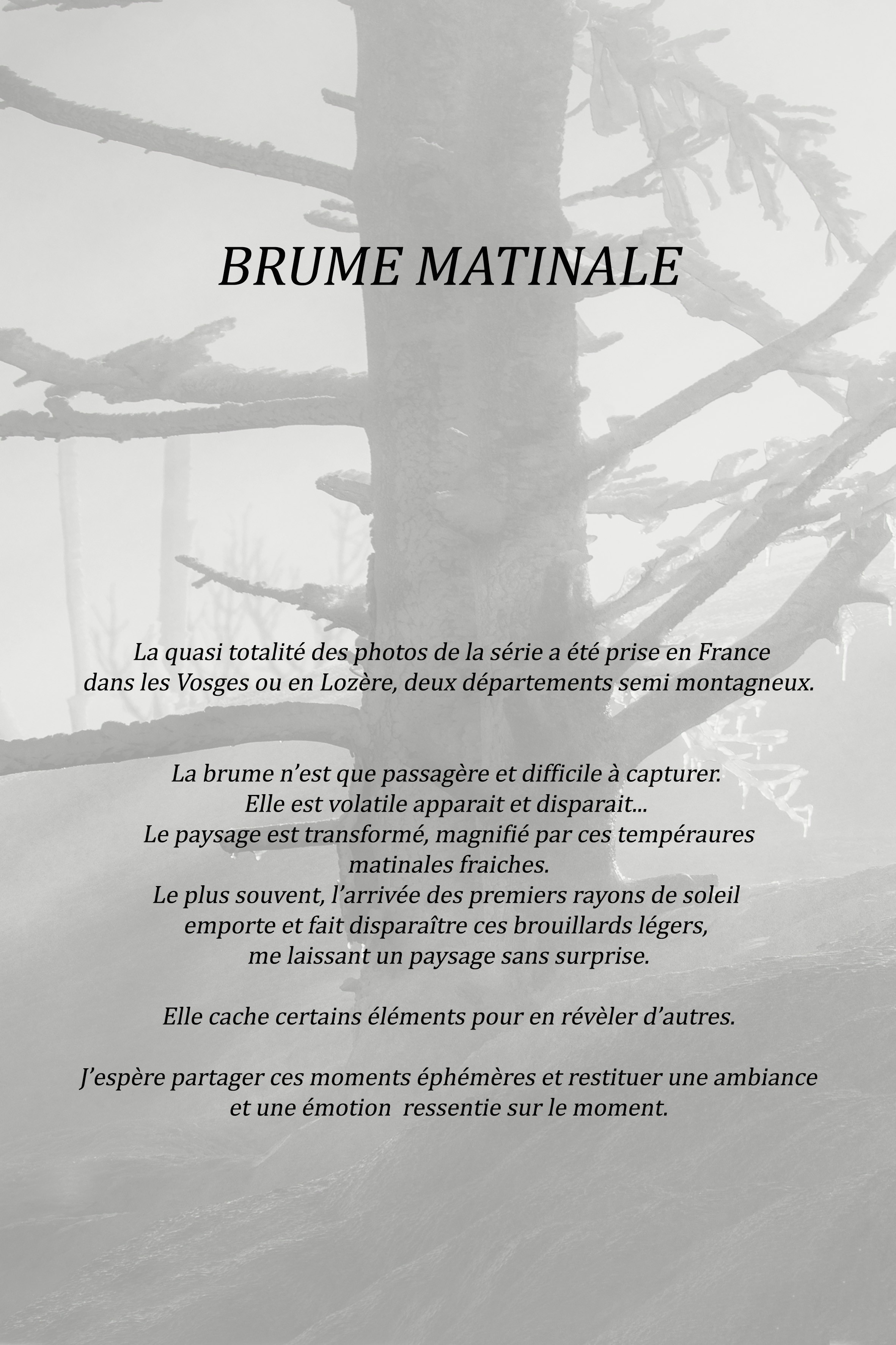 Brume matinale 