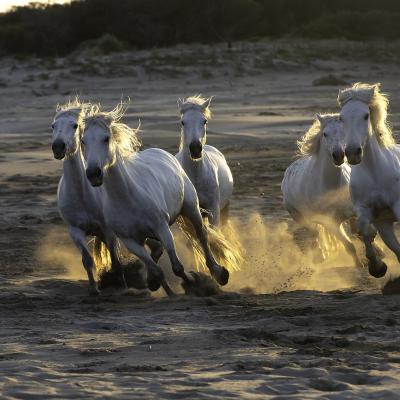 Camargue jc 10 