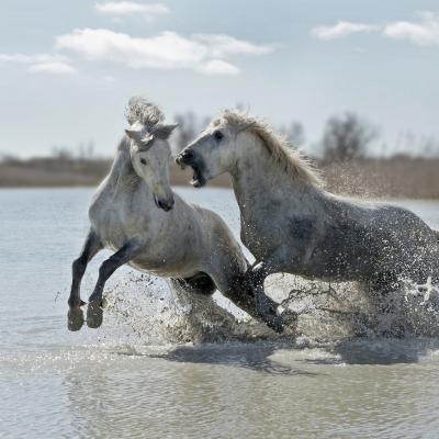 Camargue jc 3 