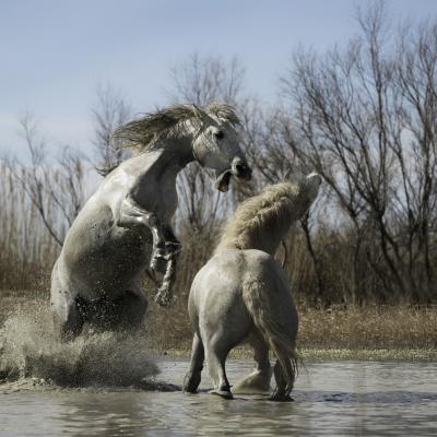 Camargue jc 4 