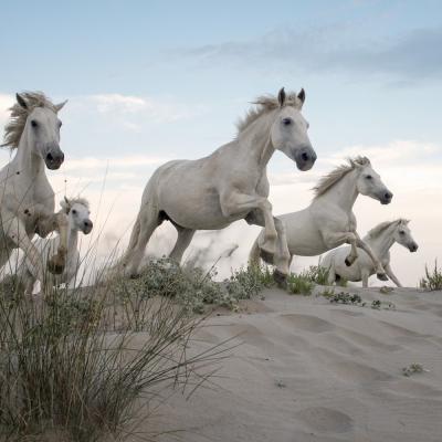 Camargue jc 7 