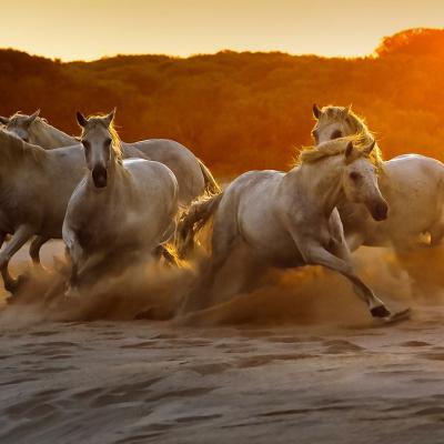 Camargue jc 9 
