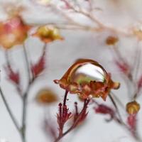 Corriol fleurs de pluie copier 
