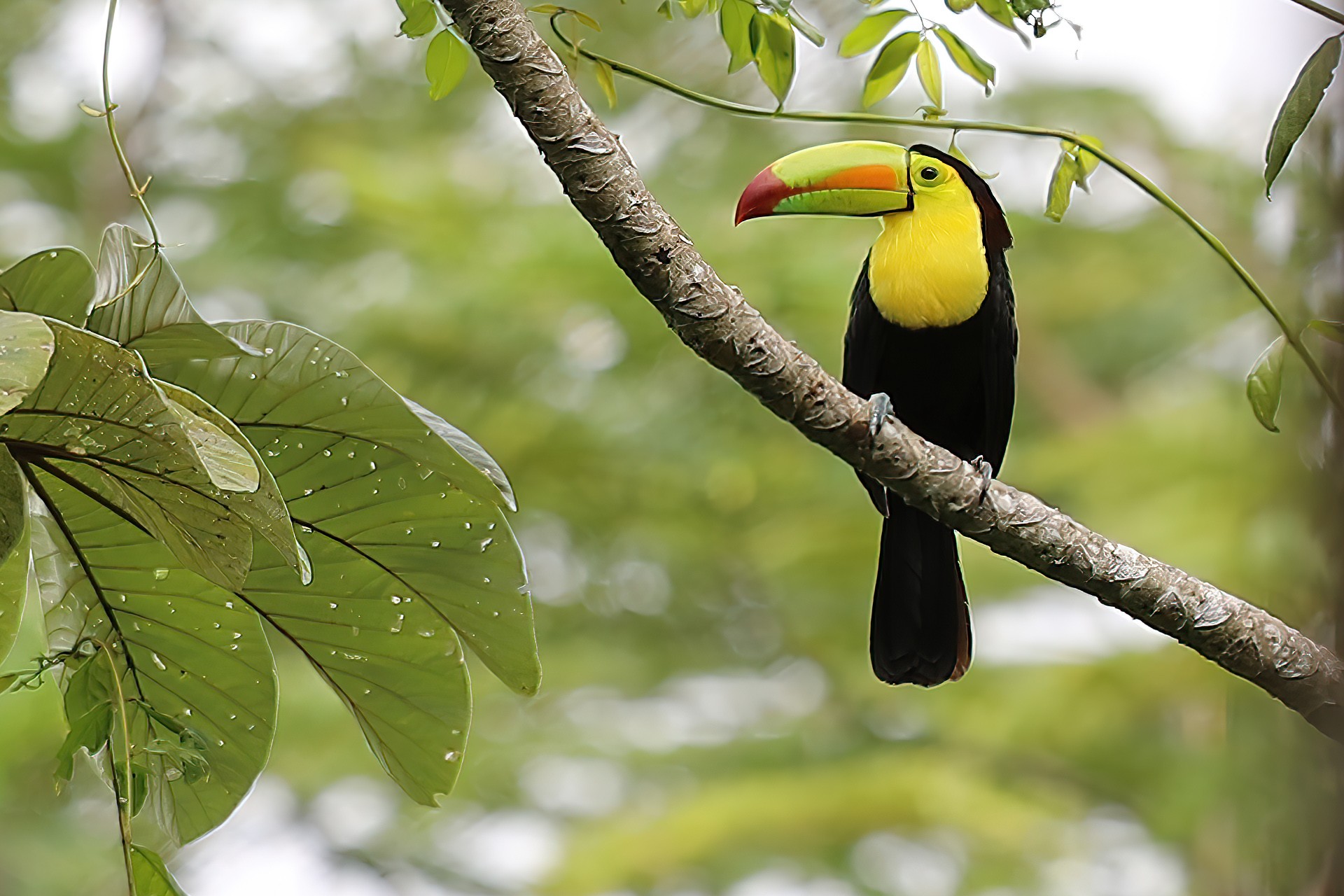 Couleurs du costarica 12 