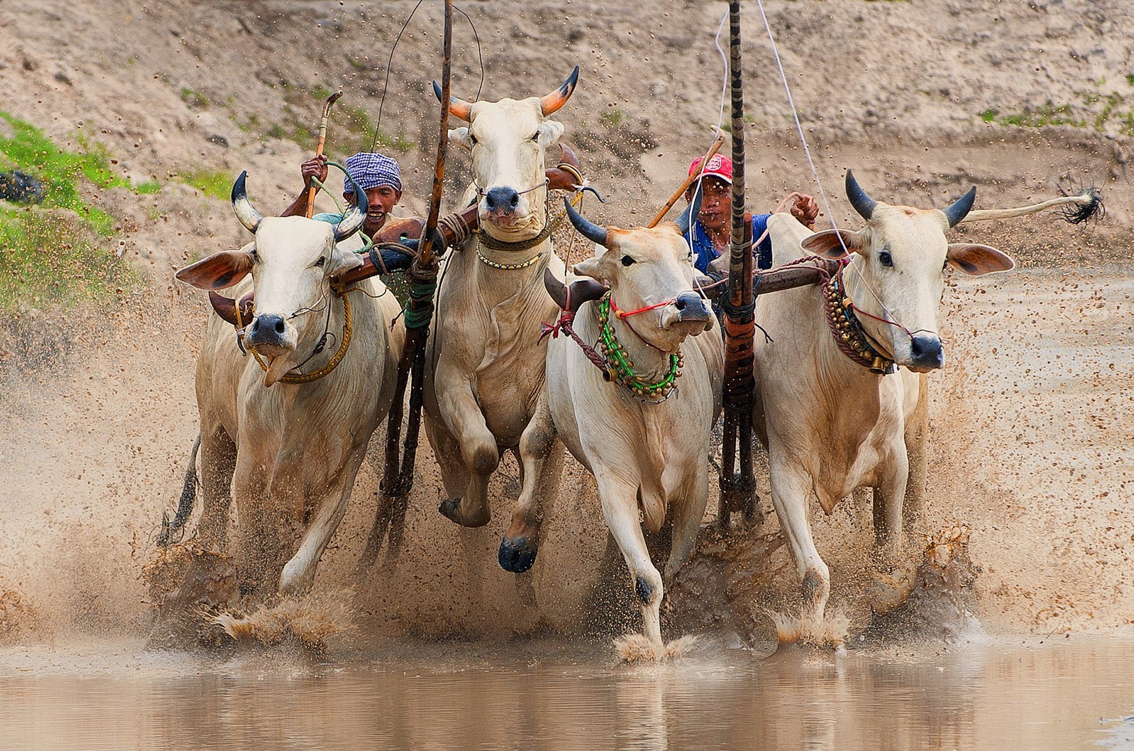 Cow racing 1 tran huu tri copier 