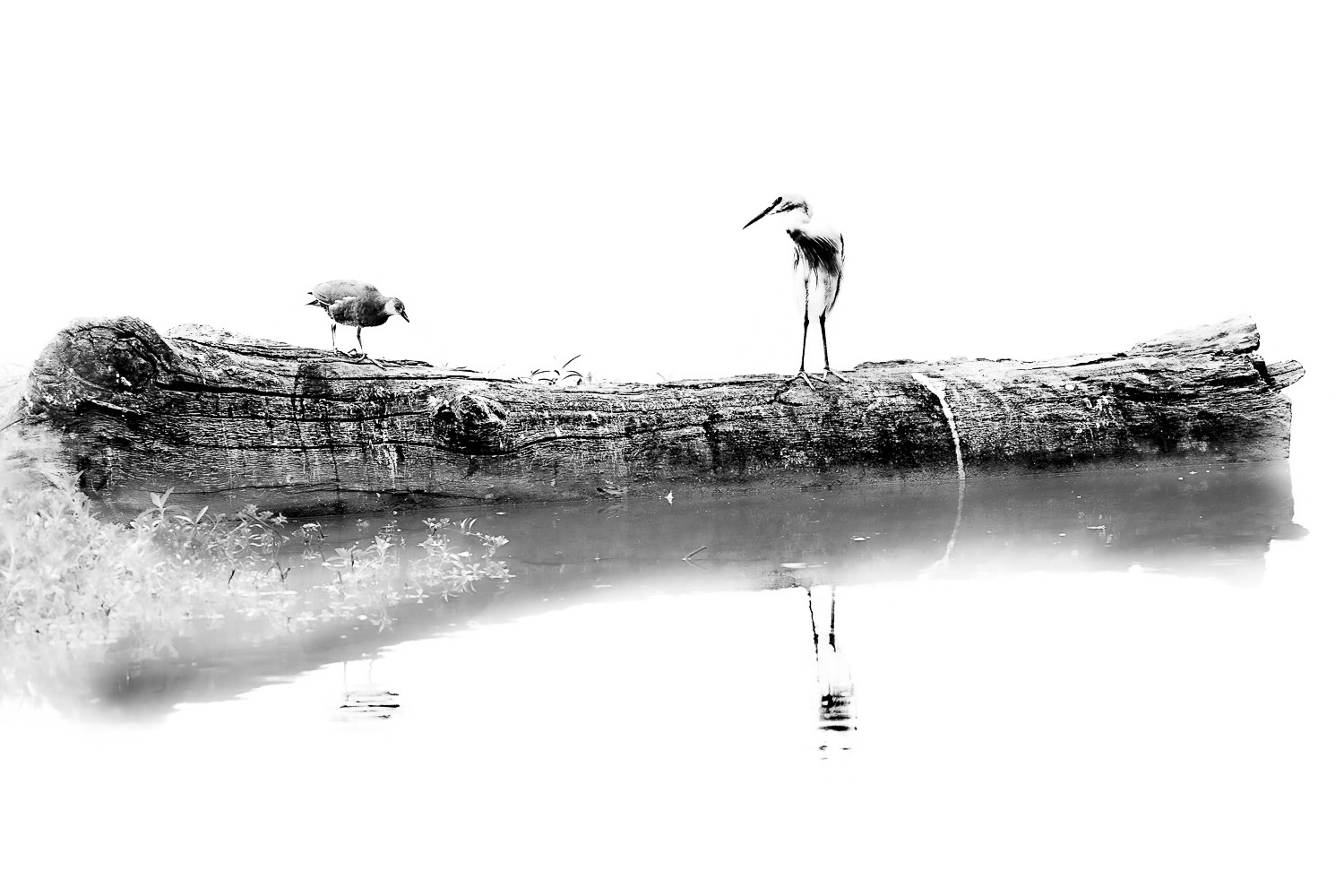 Dugousset Anthony - Sur un arbre perché