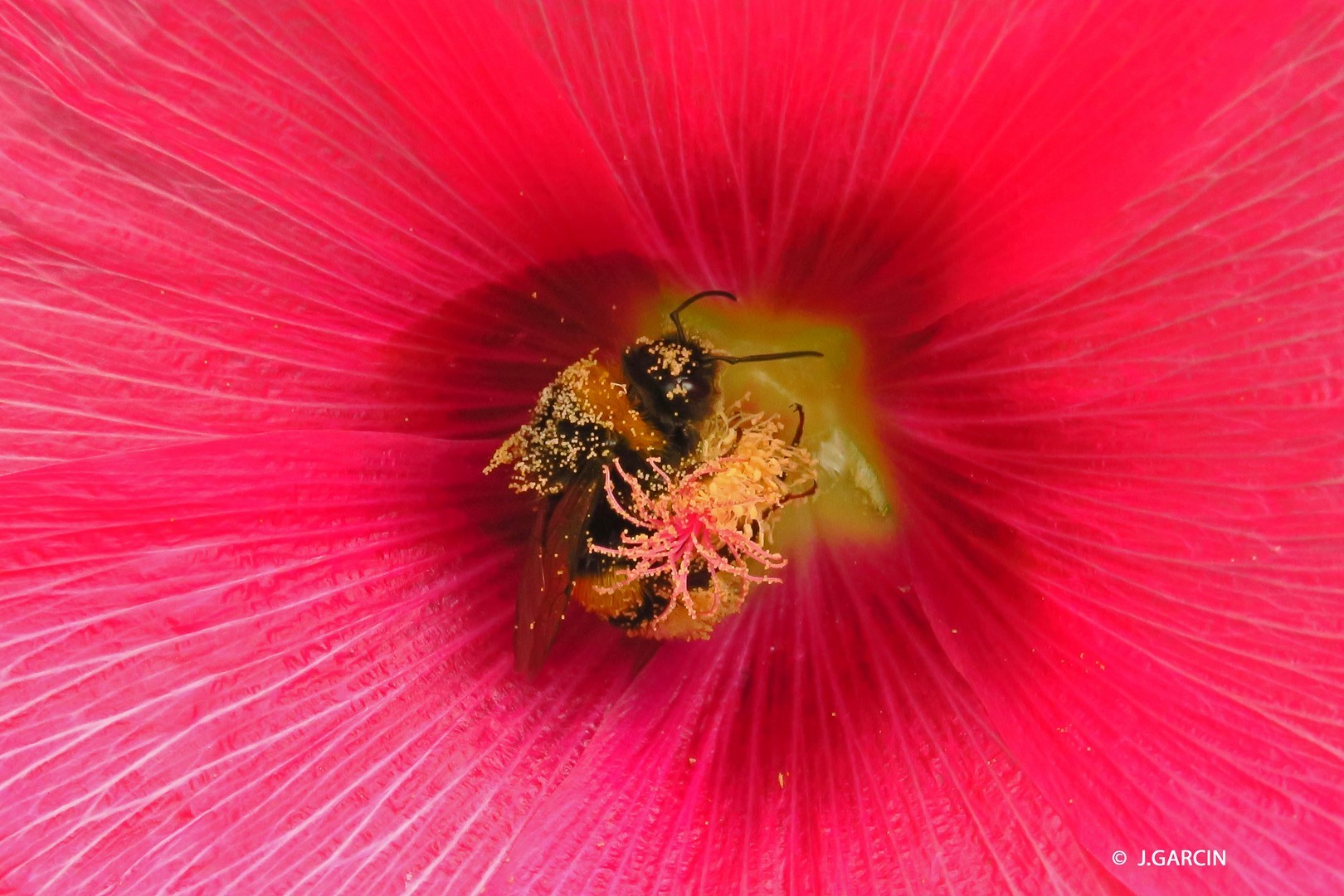 Garcin mutualisme fleur insecte copier 