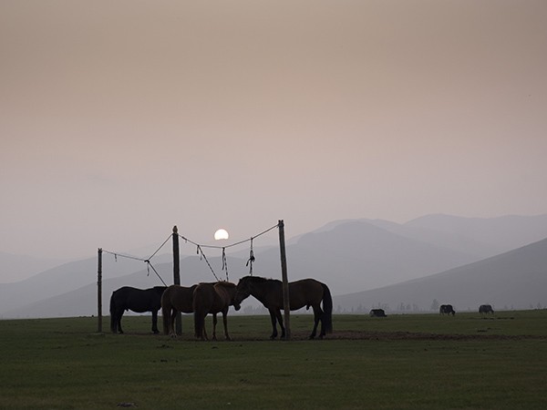 1 - Le cheval en Mongolie