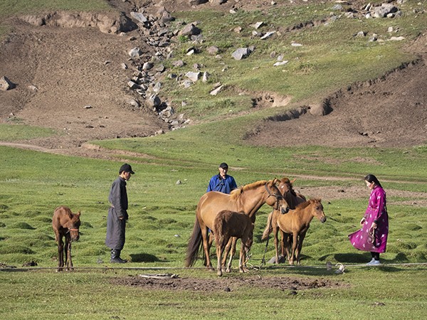 10 - Le cheval en Mongolie