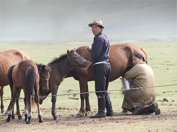 11 - Le cheval en Mongolie