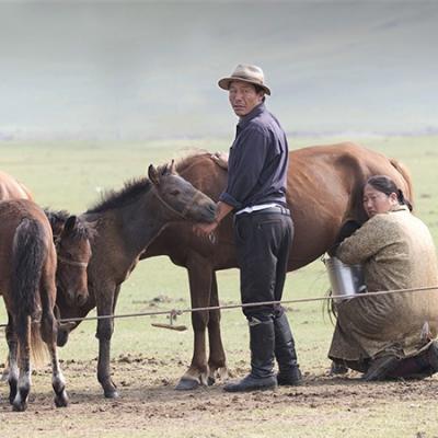 11 - Le cheval en Mongolie