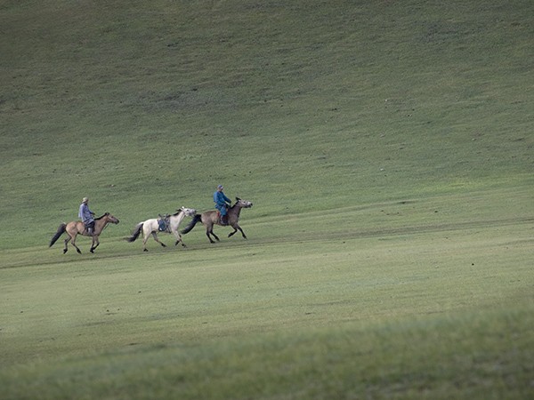 3 - Le cheval en Mongolie