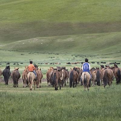5 - Le cheval en Mongolie