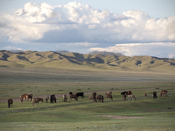 6 - Le cheval en Mongolie