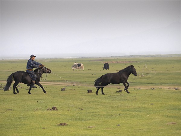 7 - Le cheval en Mongolie
