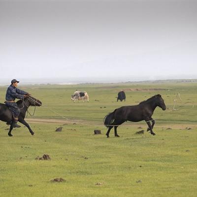 7 - Le cheval en Mongolie