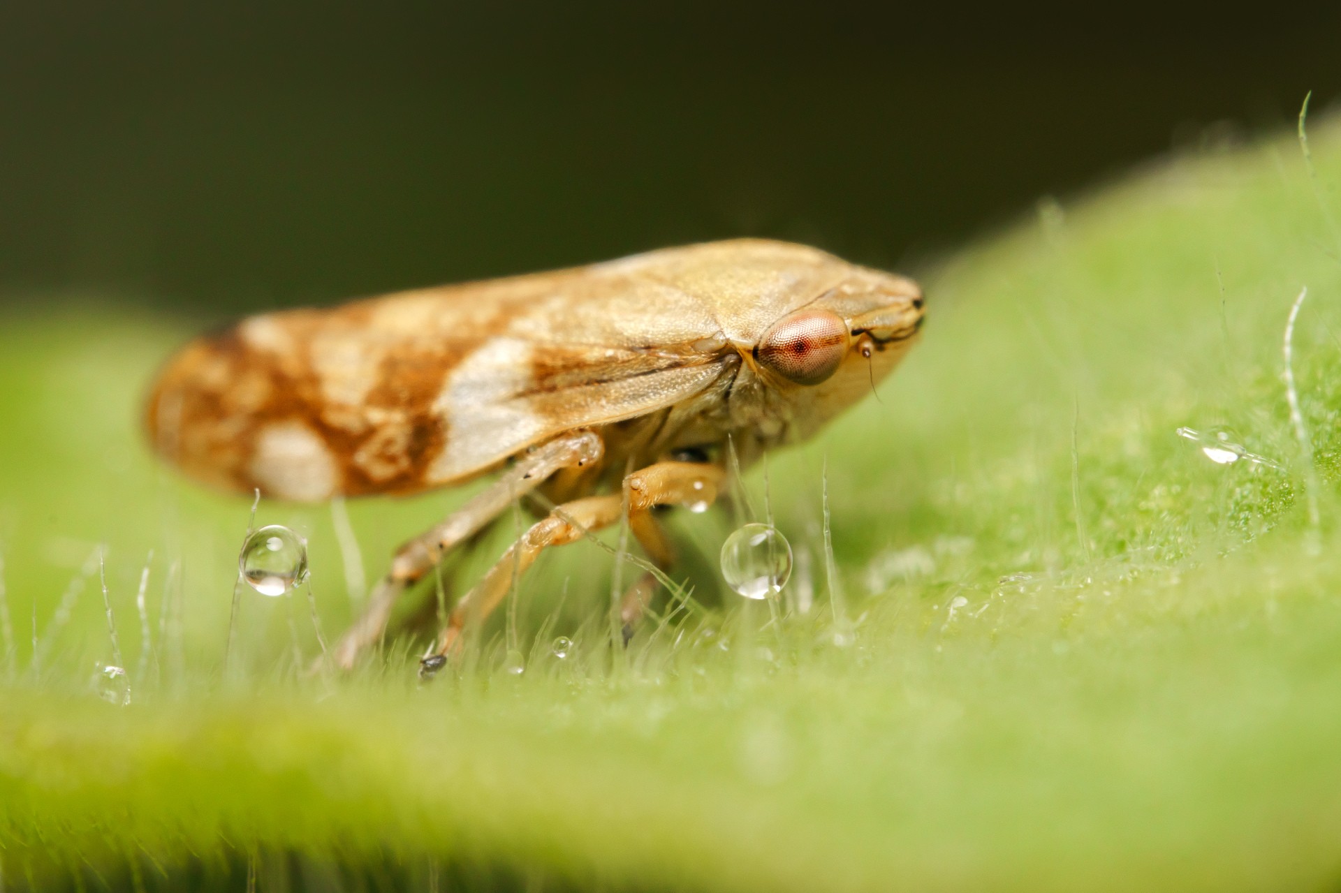 Le jardin d he le ne 07