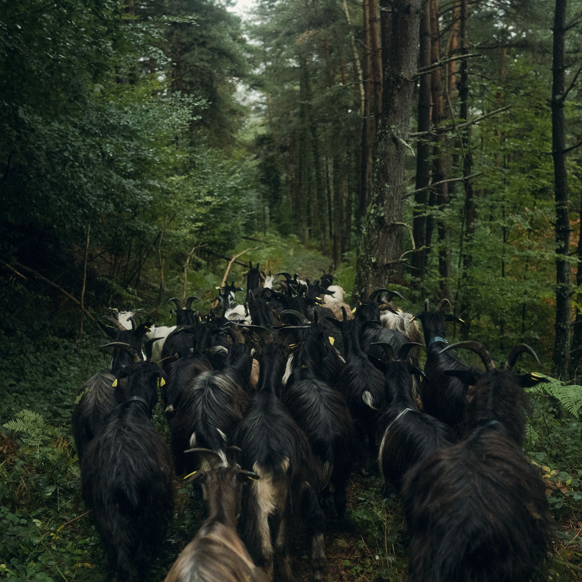 Le lien de la terre 04