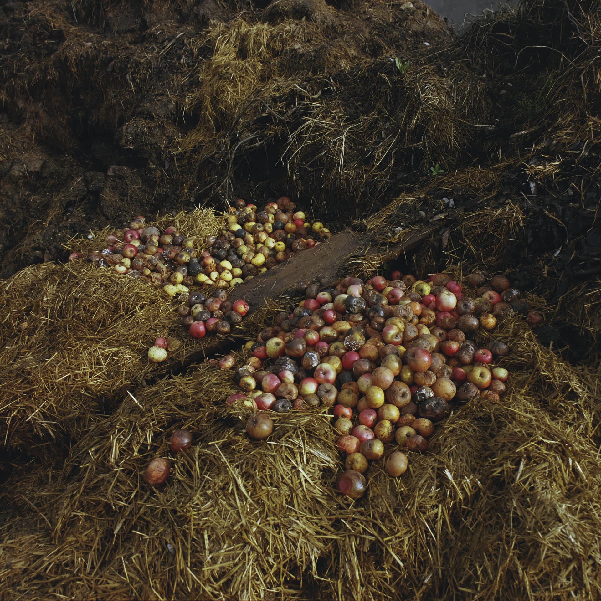 Le lien de la terre 08