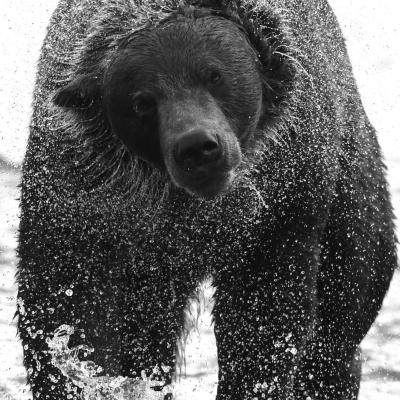 Les grizzlys d alaska 10