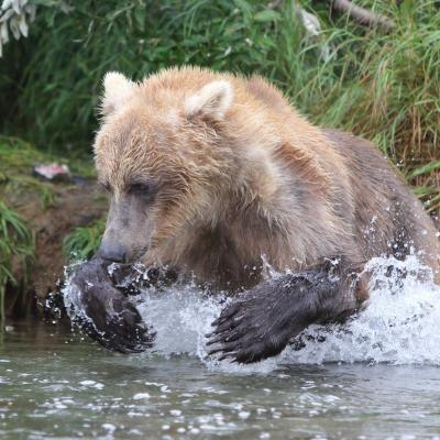 Les grizzlys d alaska 8 