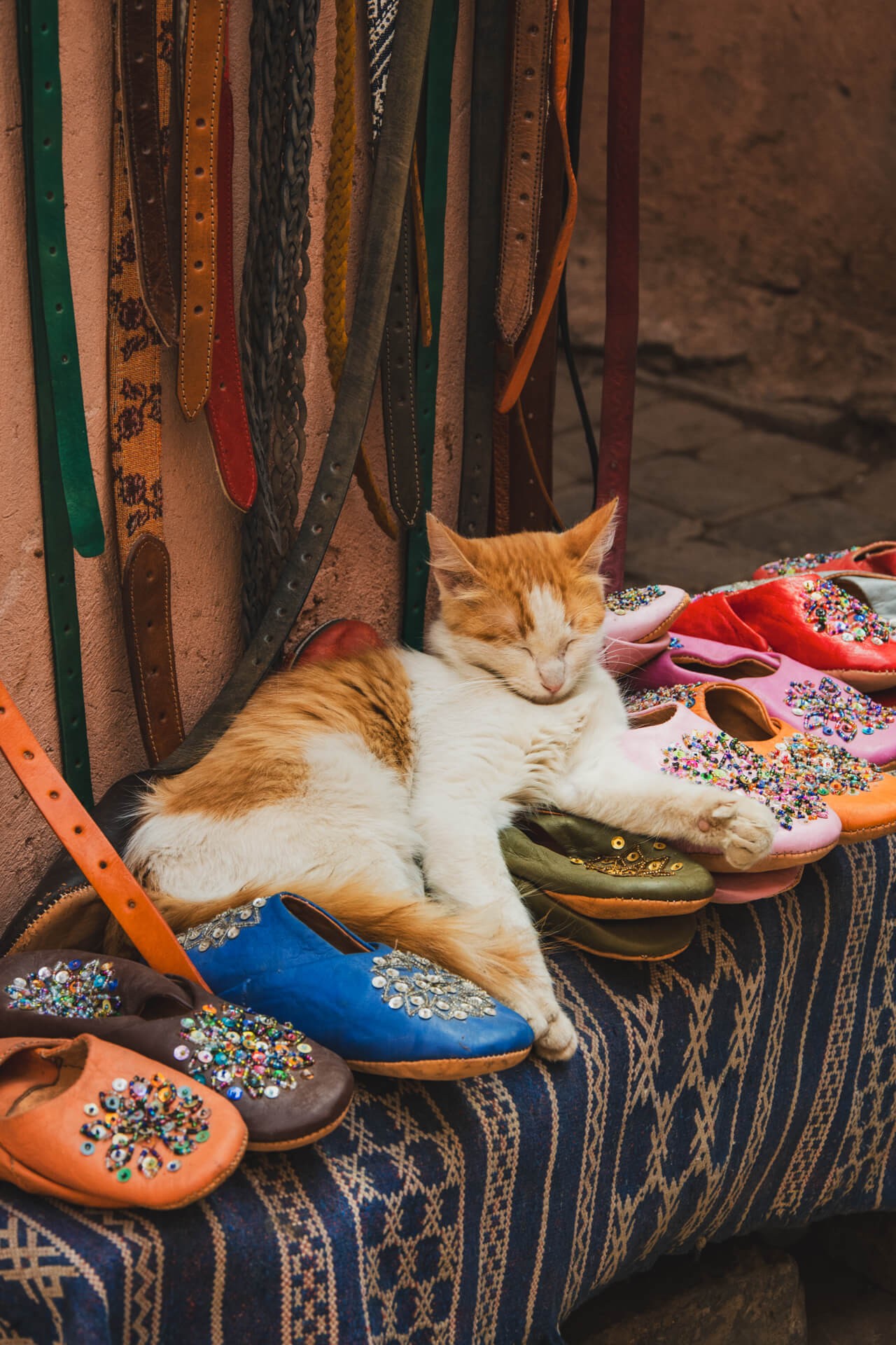 Les petits habitants de marrakech 2