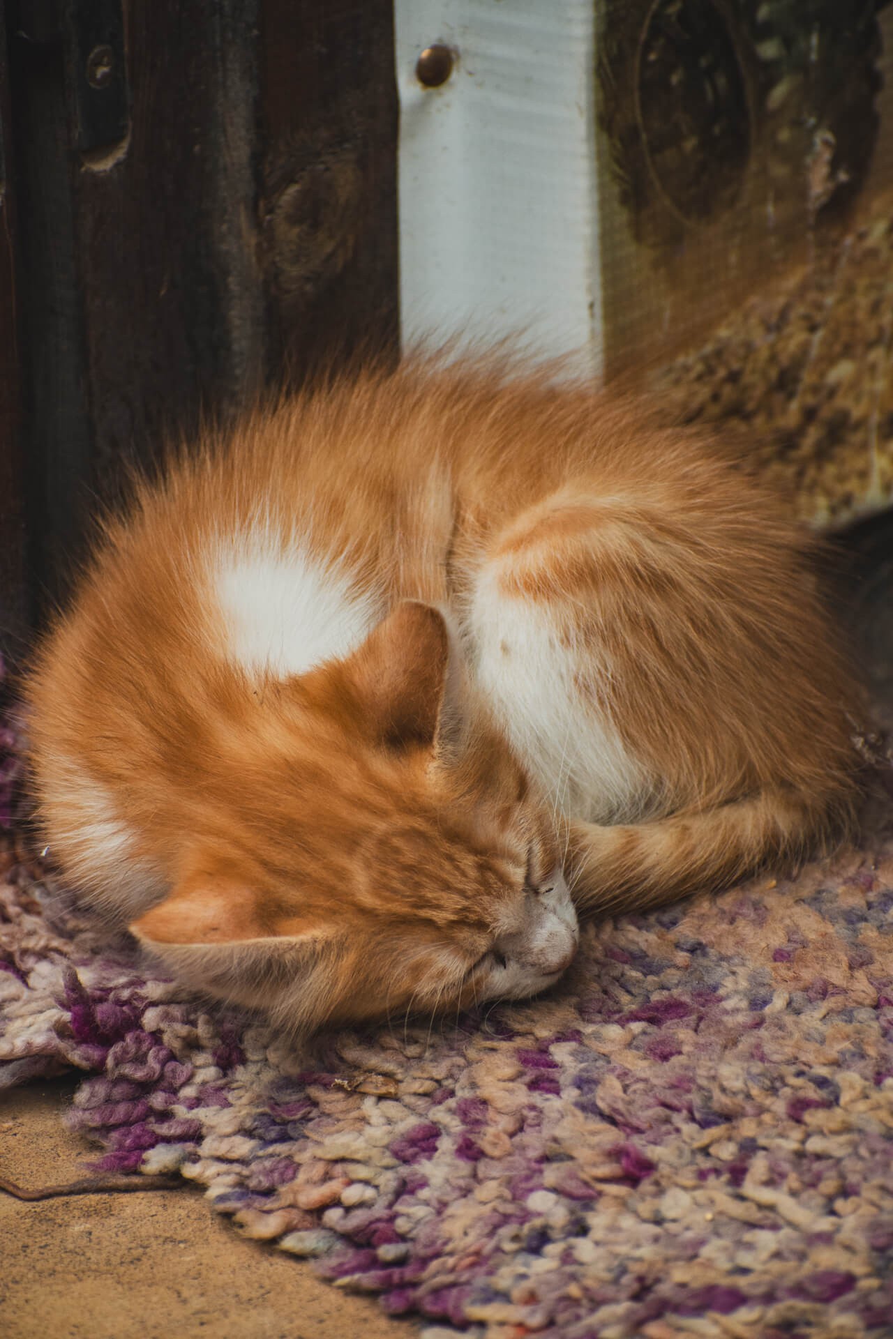 Les petits habitants de marrakech 6