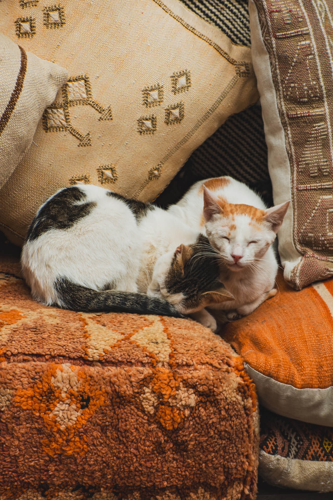 Les petits habitants de marrakech 7
