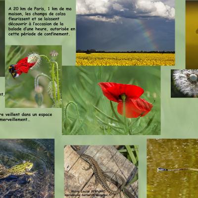 Marie louise bernard covid19