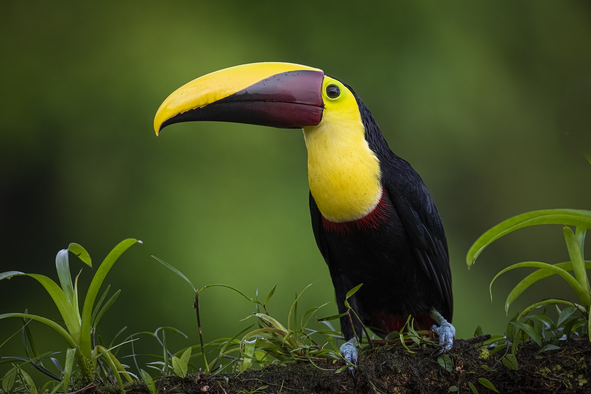 Maye Lionel - Toucan tocard, Costa Rica