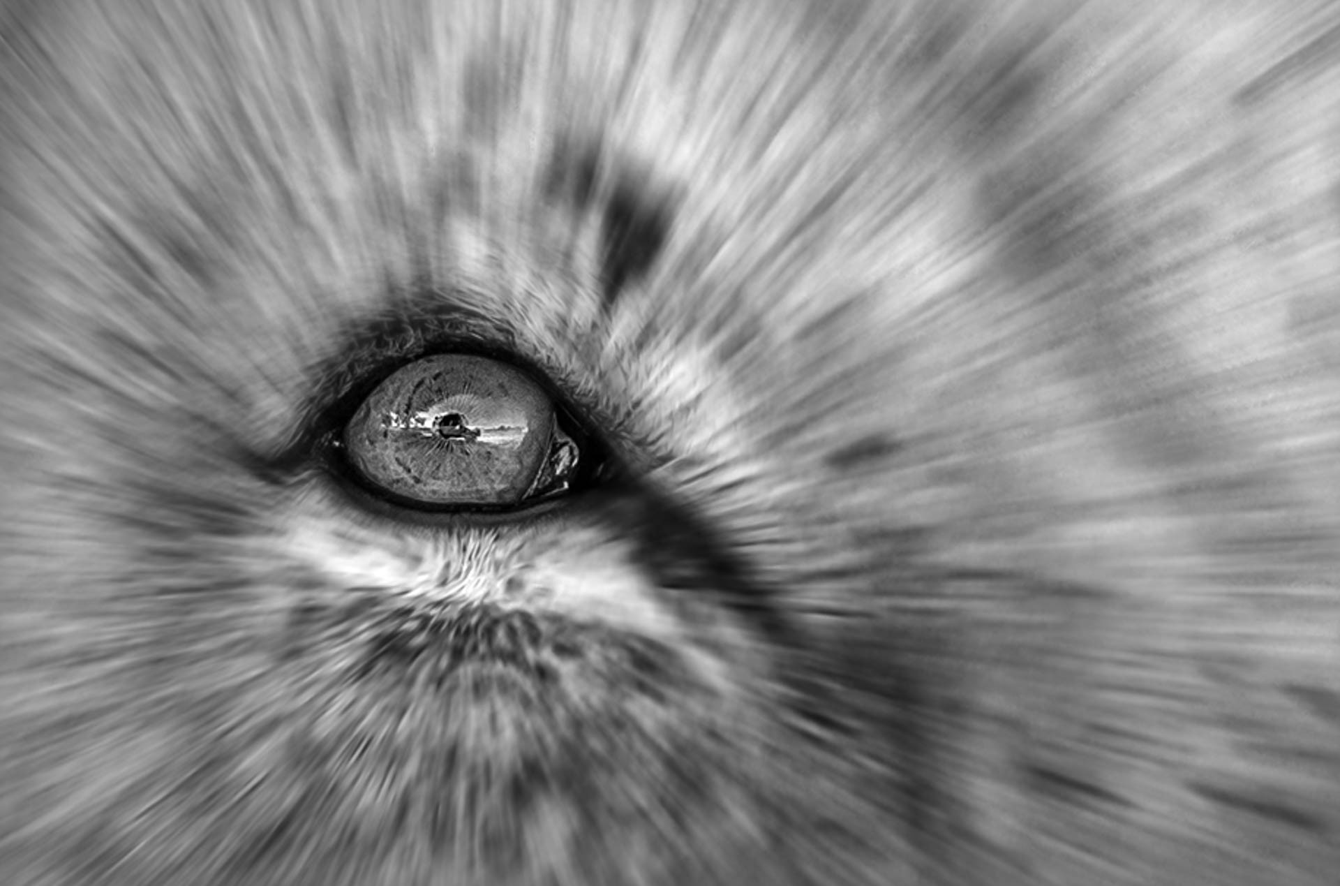 Meynard Laurence - Moi, le roi des animaux