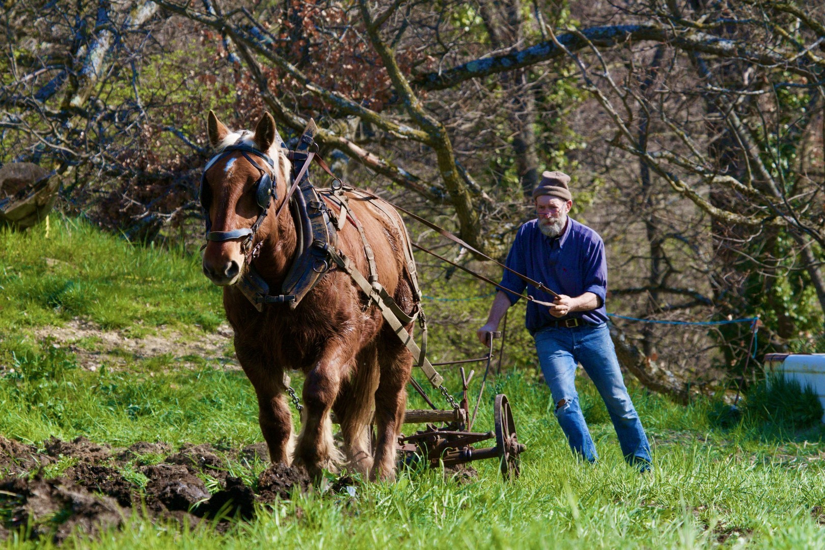 Morel transhumances copier 