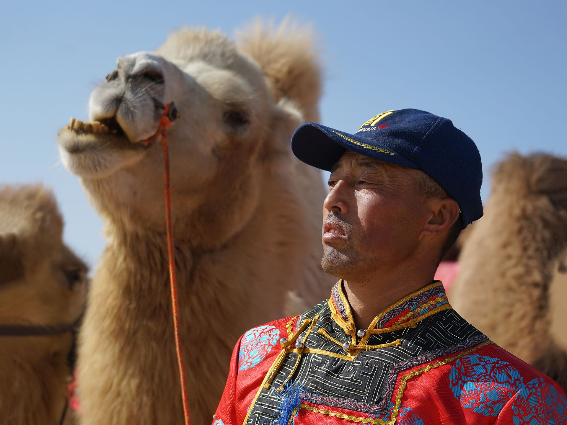 Nagy lajos camel chaser