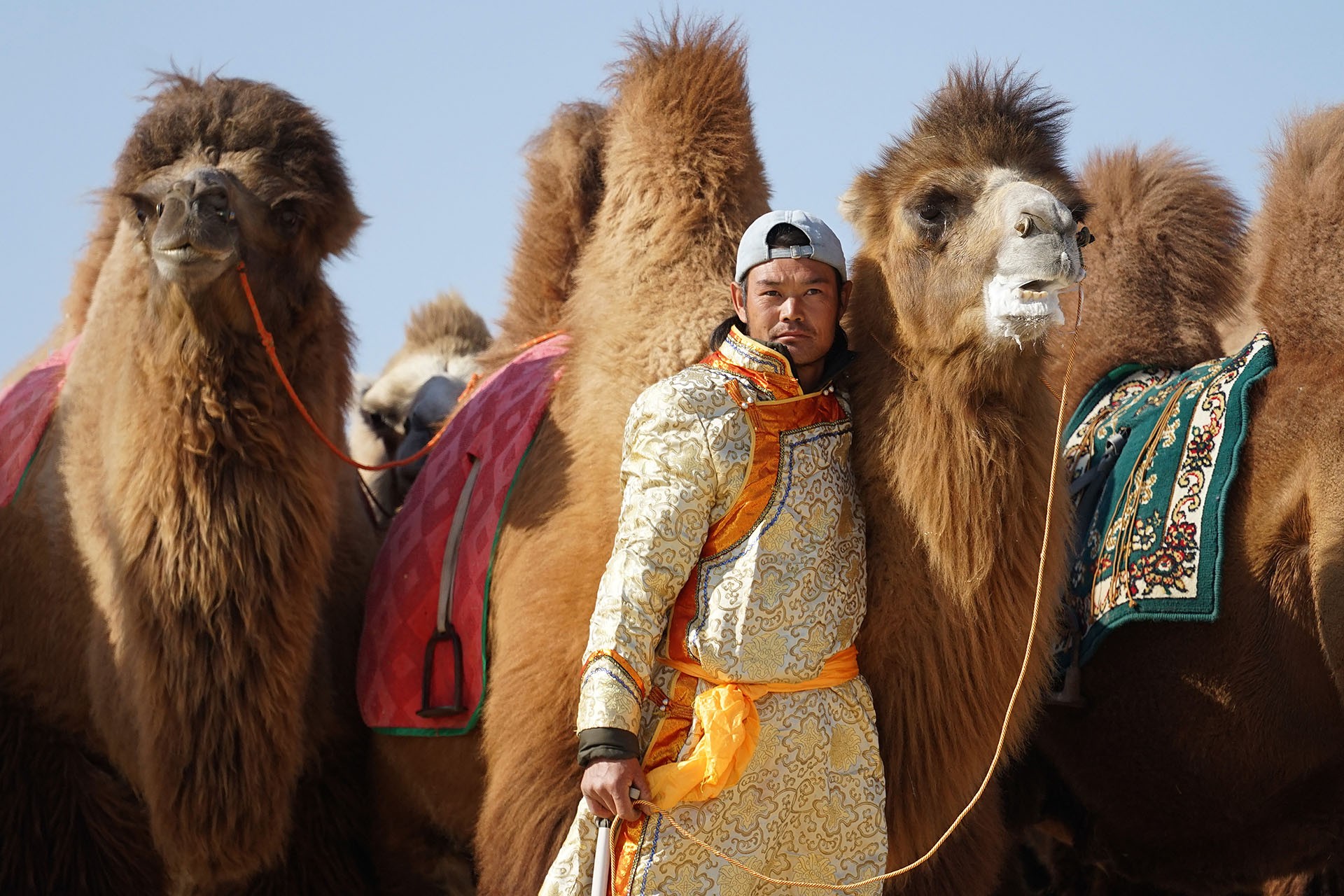 Nagy lajos with camels