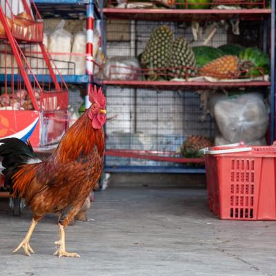 Nuances malaisiennes 10