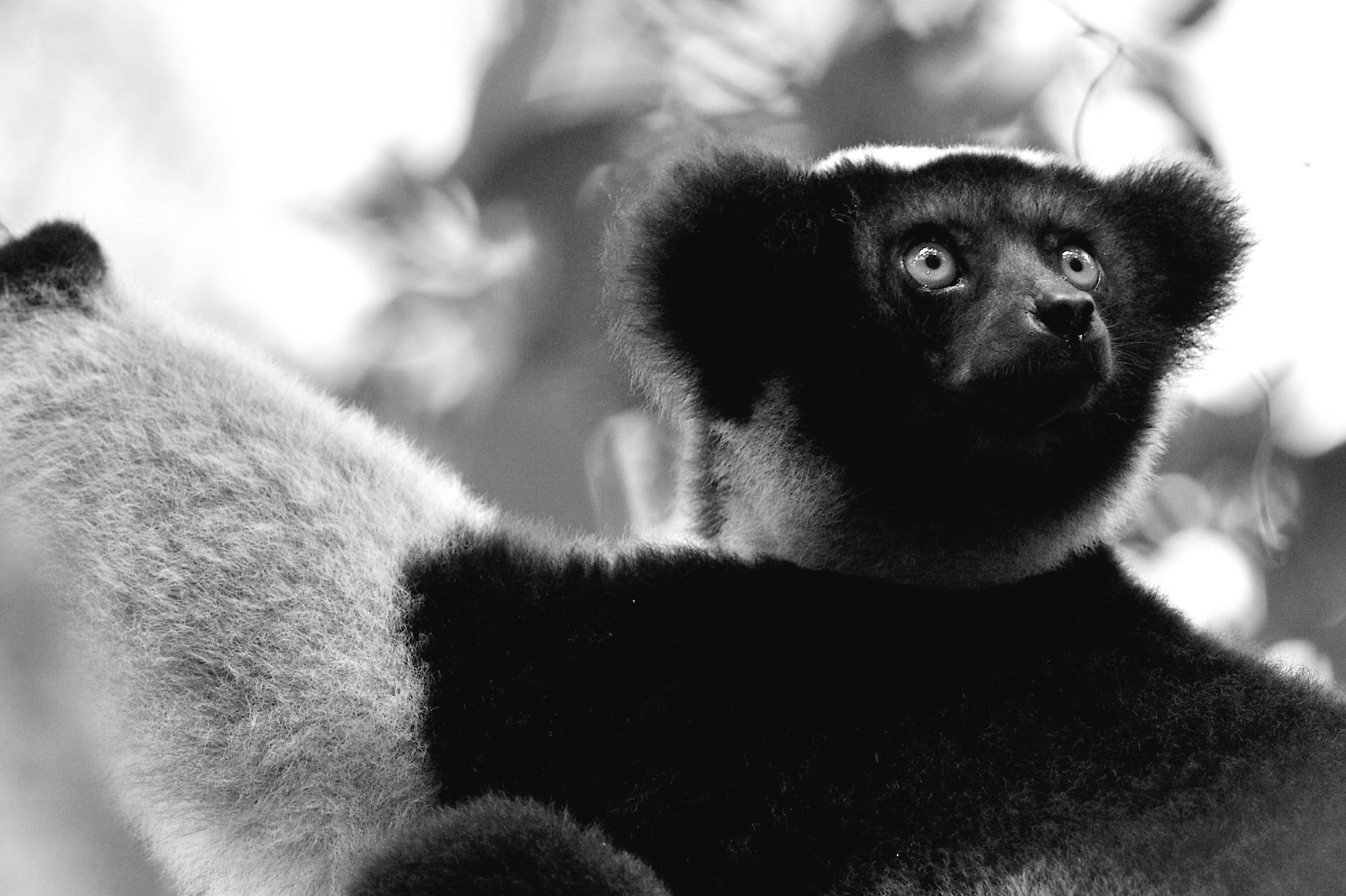 Thouvenin Claude - Madagascar