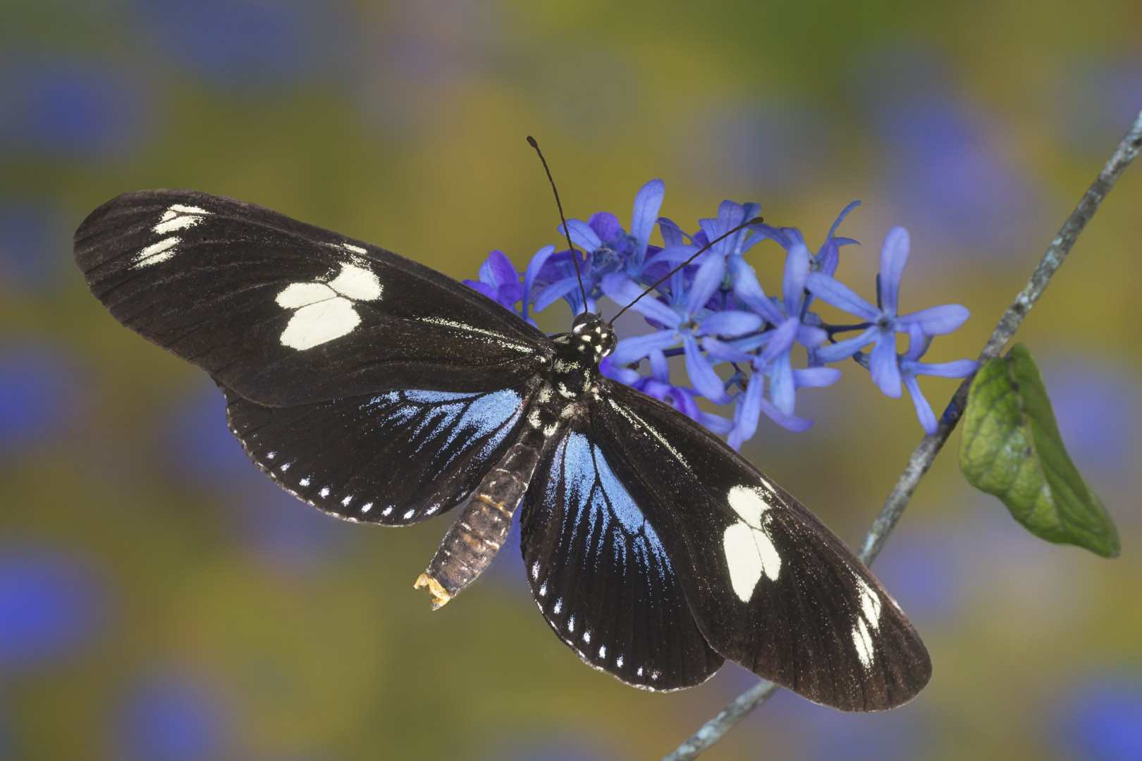 Tosello Jean-Daniel - Héliconius doris