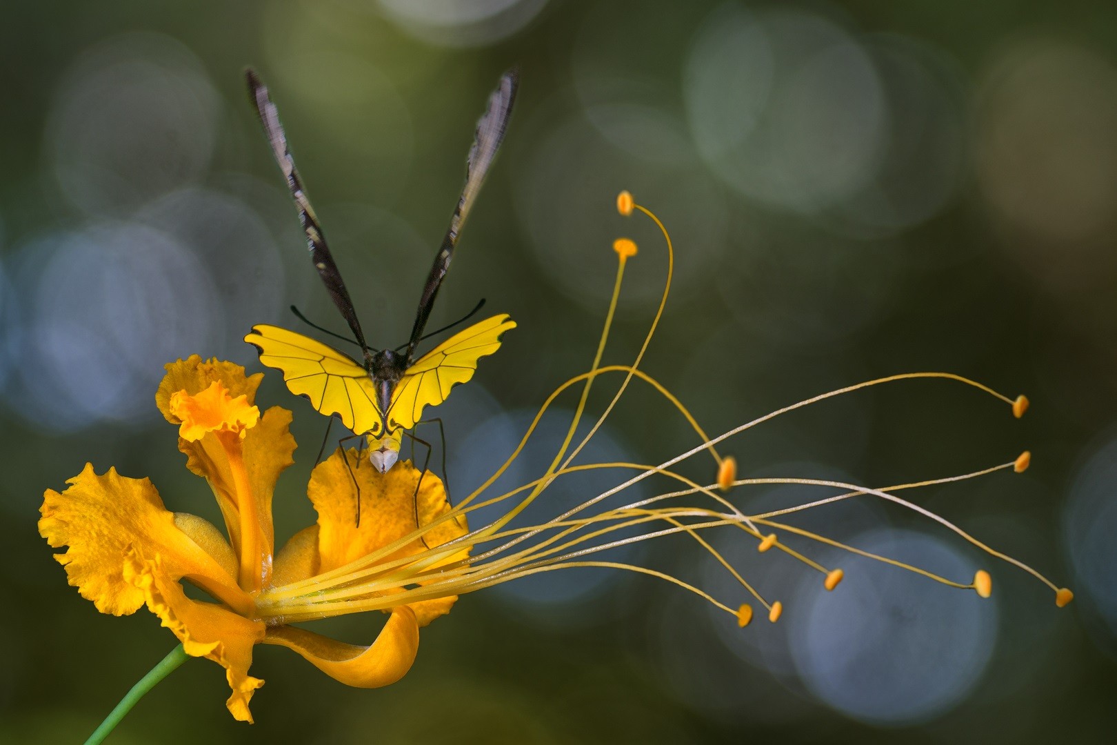 Tosello JD, insectes en danger