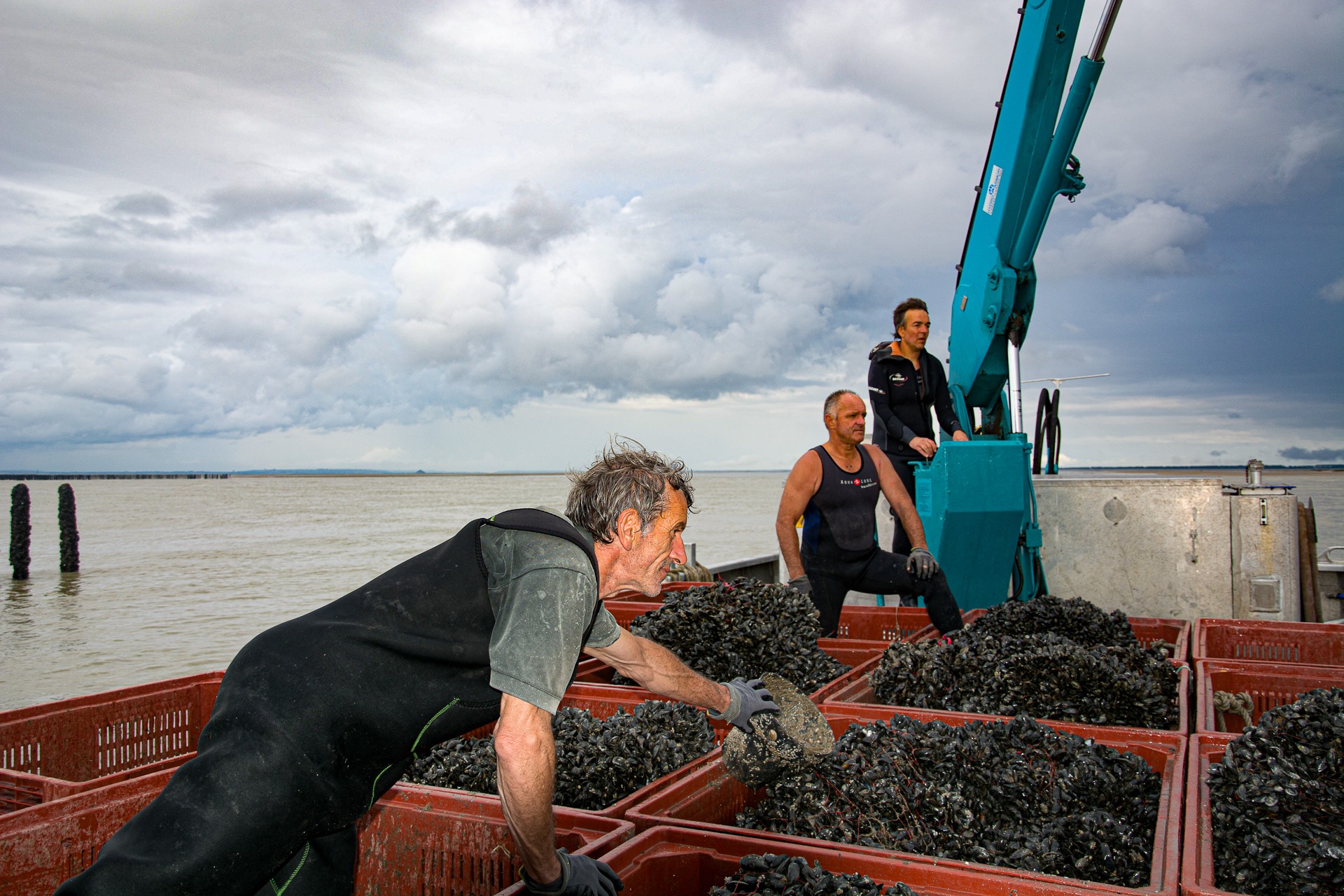 Widua Marion - Exploitation de moules, baie du Mont St Michel