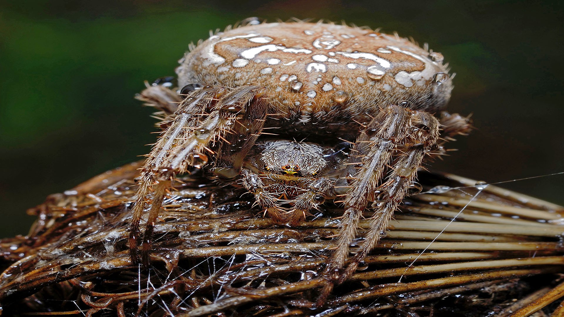 Yesiltas Békir - Macro worlds