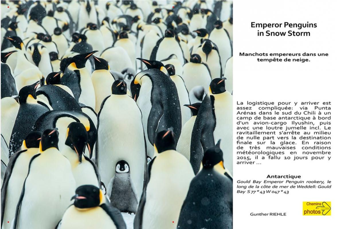 Riehle emperor pinguins